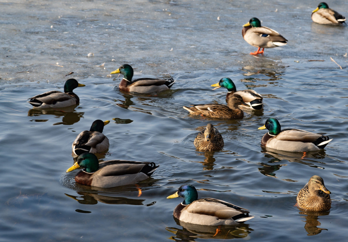 Mallard ducks swimming together on a lake.