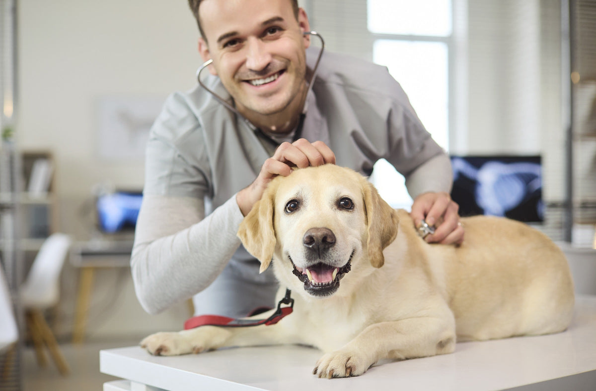 Veterinarian examining a yellow Labrador lying on an examination table.