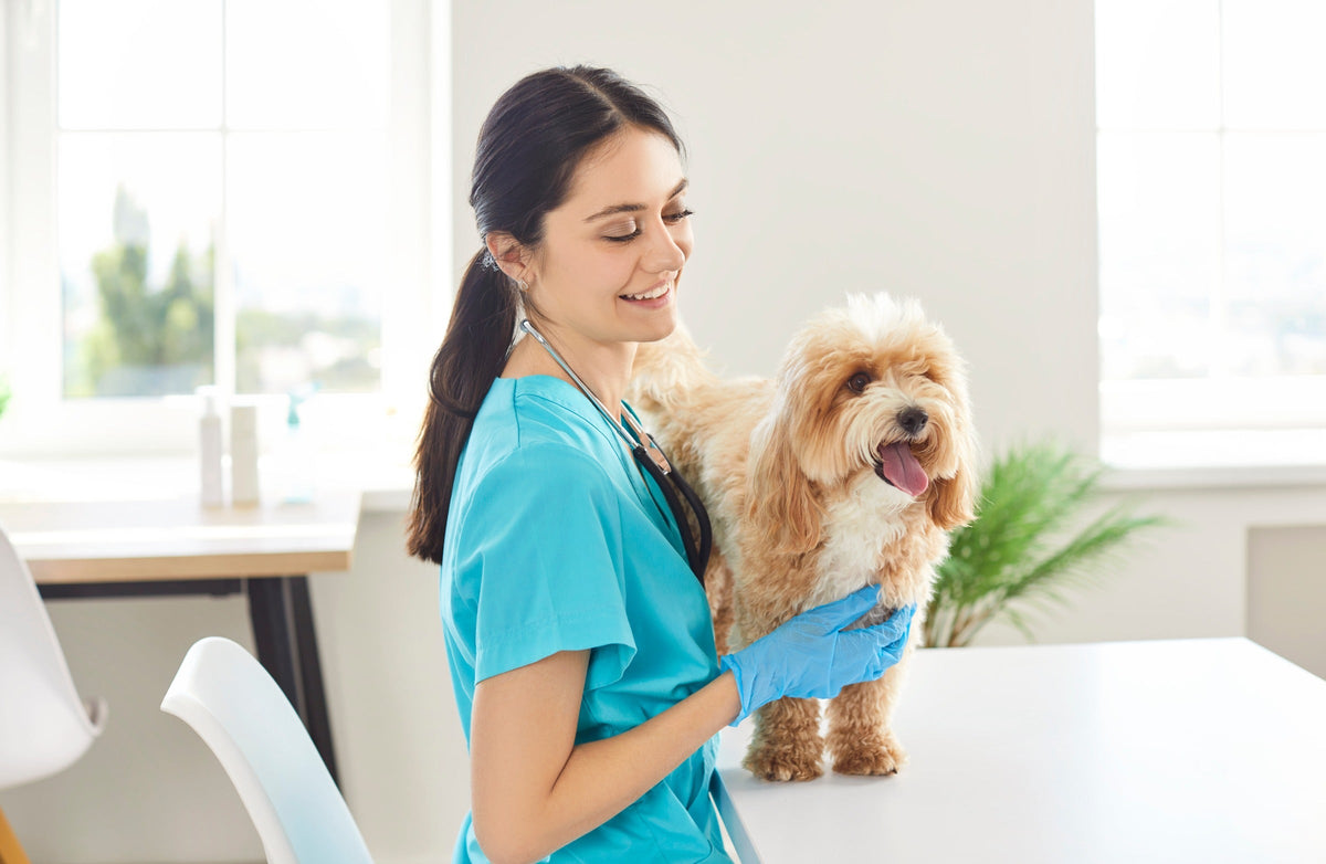Veterinarian in turquoise scrubs examining a small curly-coated dog with a stethoscope.