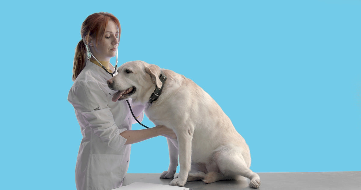 Veterinarian examining a yellow Labrador on a table against a blue background.