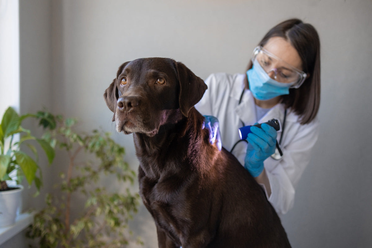 Veterinarian examining a chocolate Labrador's coat with a handheld light.