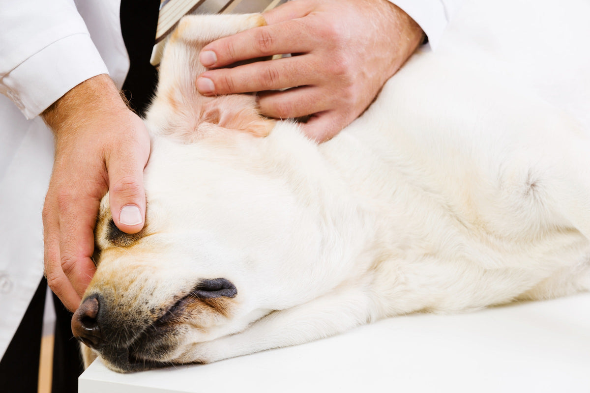 Veterinarian checking the ear of a yellow Labrador lying on an examination table.