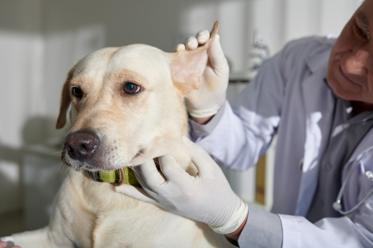 Veterinarian lifting a yellow Labrador's ear during an examination.