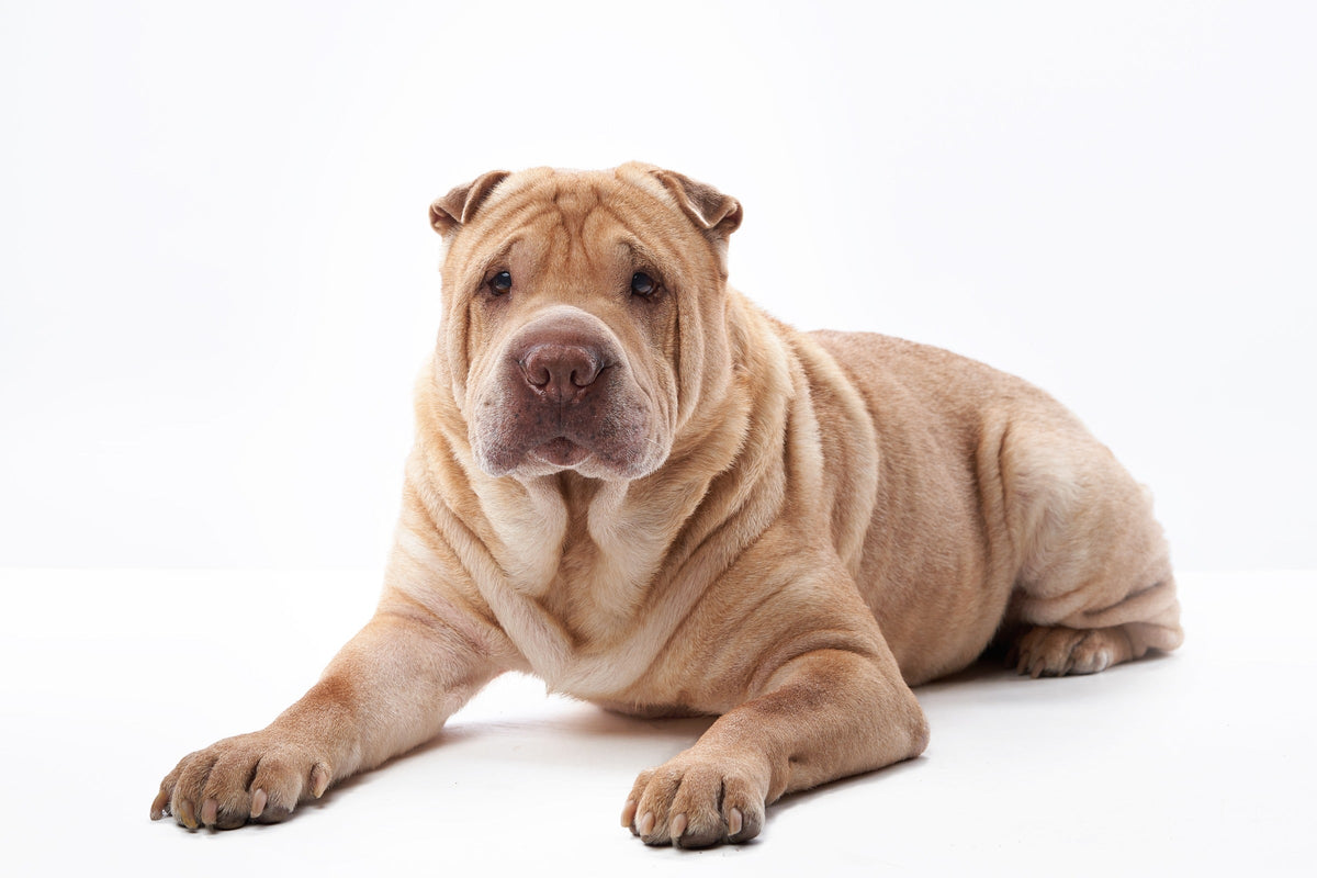 Tan Shar-Pei lying down against a white background.