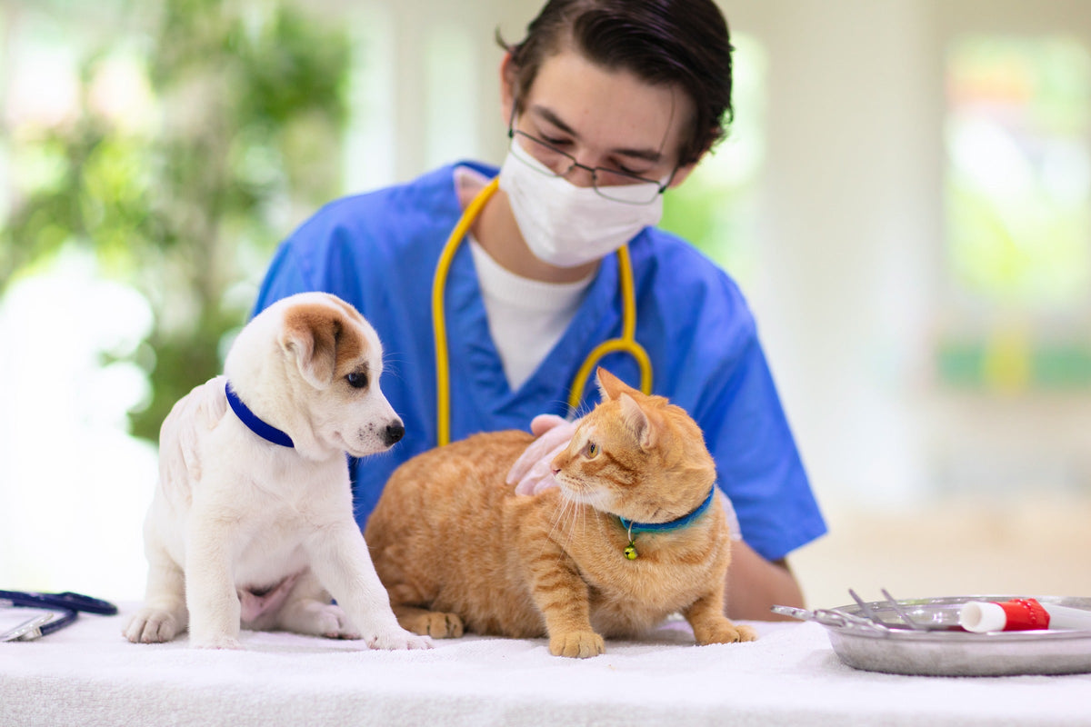 Veterinarian with a white-and-brown puppy and an orange tabby cat on an examination table.