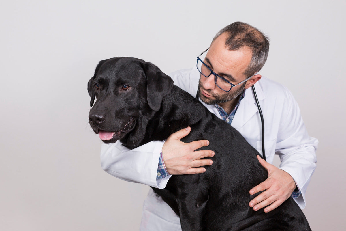 Veterinarian examining a black Labrador against a light background.