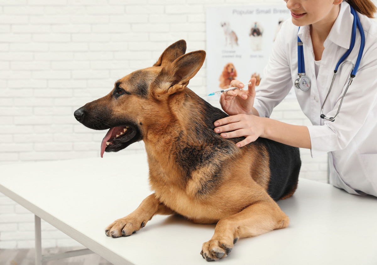 Veterinarian holding a syringe beside a German Shepherd on an examination table.