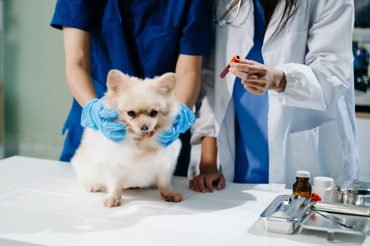 Veterinary staff beside a small fluffy dog, with one person holding a blood sample tube.
