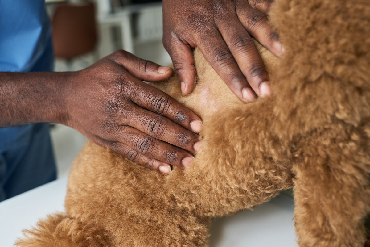 Hands parting the fur of a brown curly-coated dog to inspect the skin.
