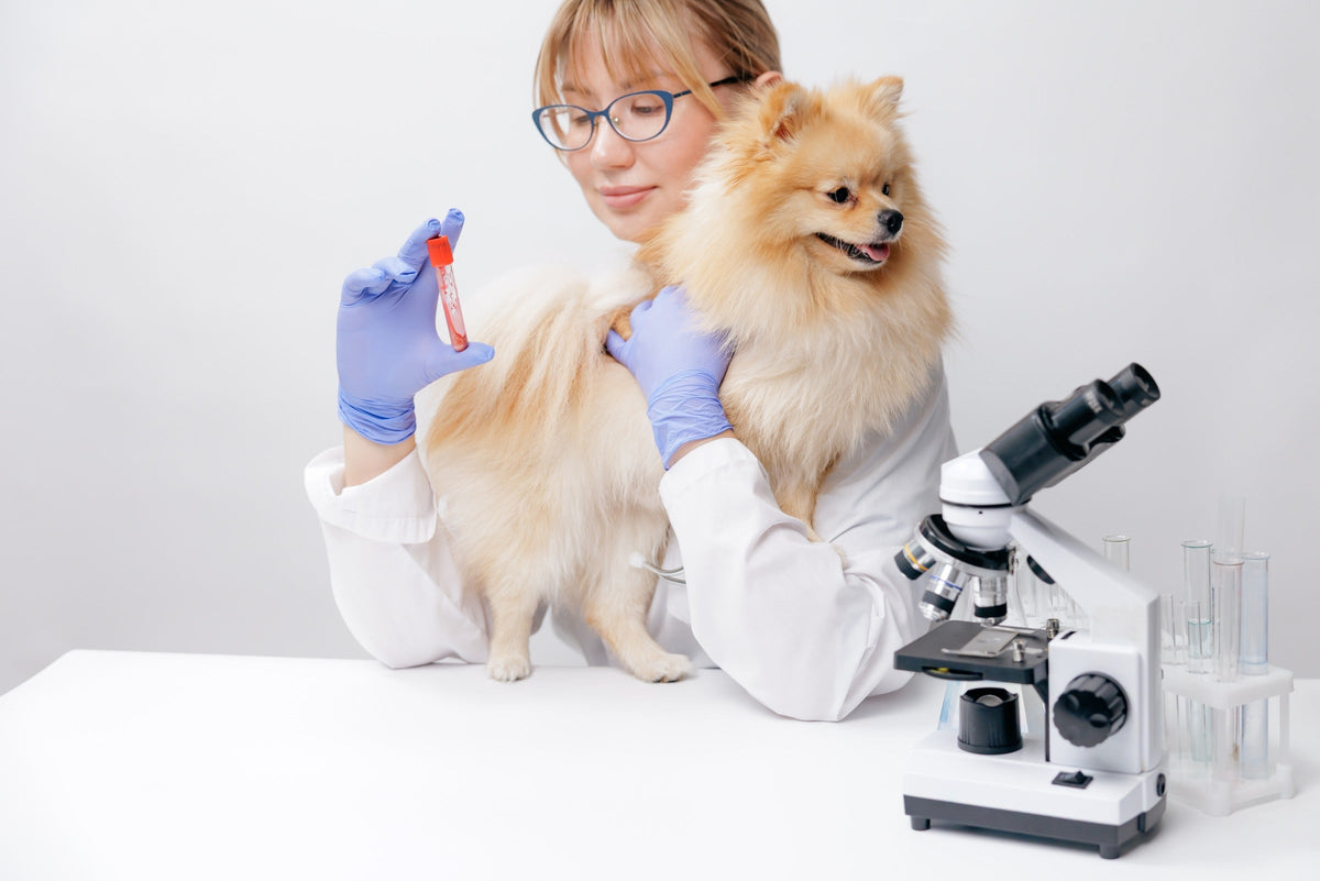 Veterinarian holding a Pomeranian and a blood sample tube beside a microscope.