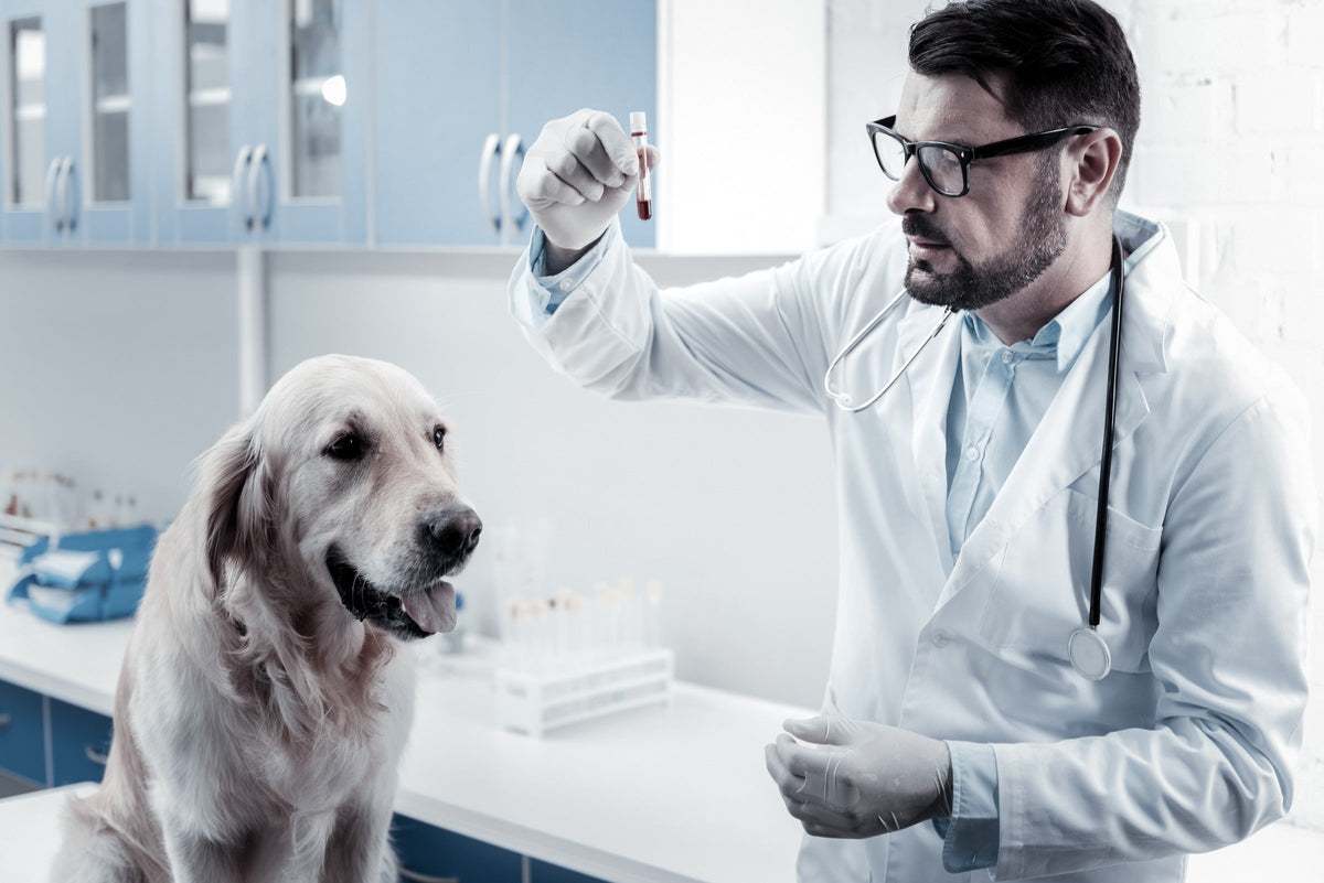Veterinarian examining a blood sample tube beside a golden retriever in a clinic.