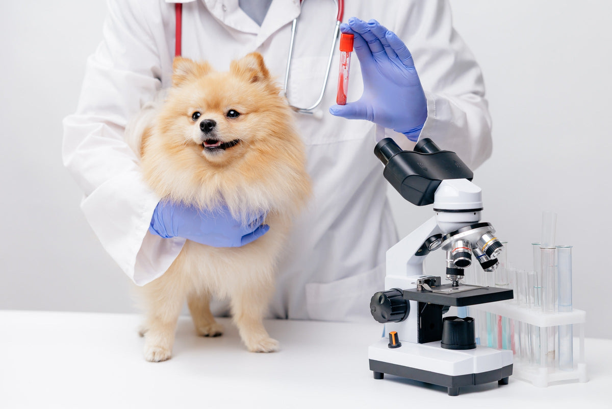 Veterinarian supporting a Pomeranian and holding a blood sample tube next to a microscope.