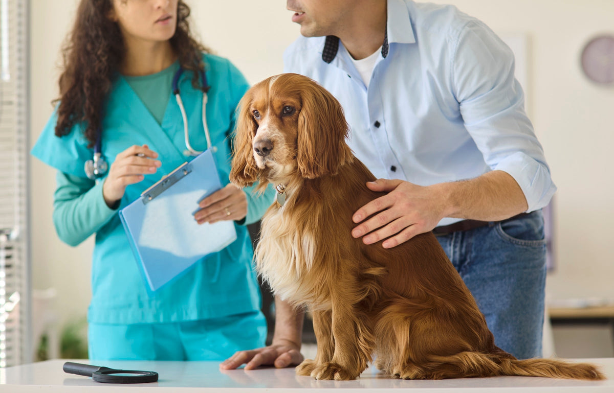 Brown spaniel with its owner and a veterinarian holding a clipboard in a clinic.
