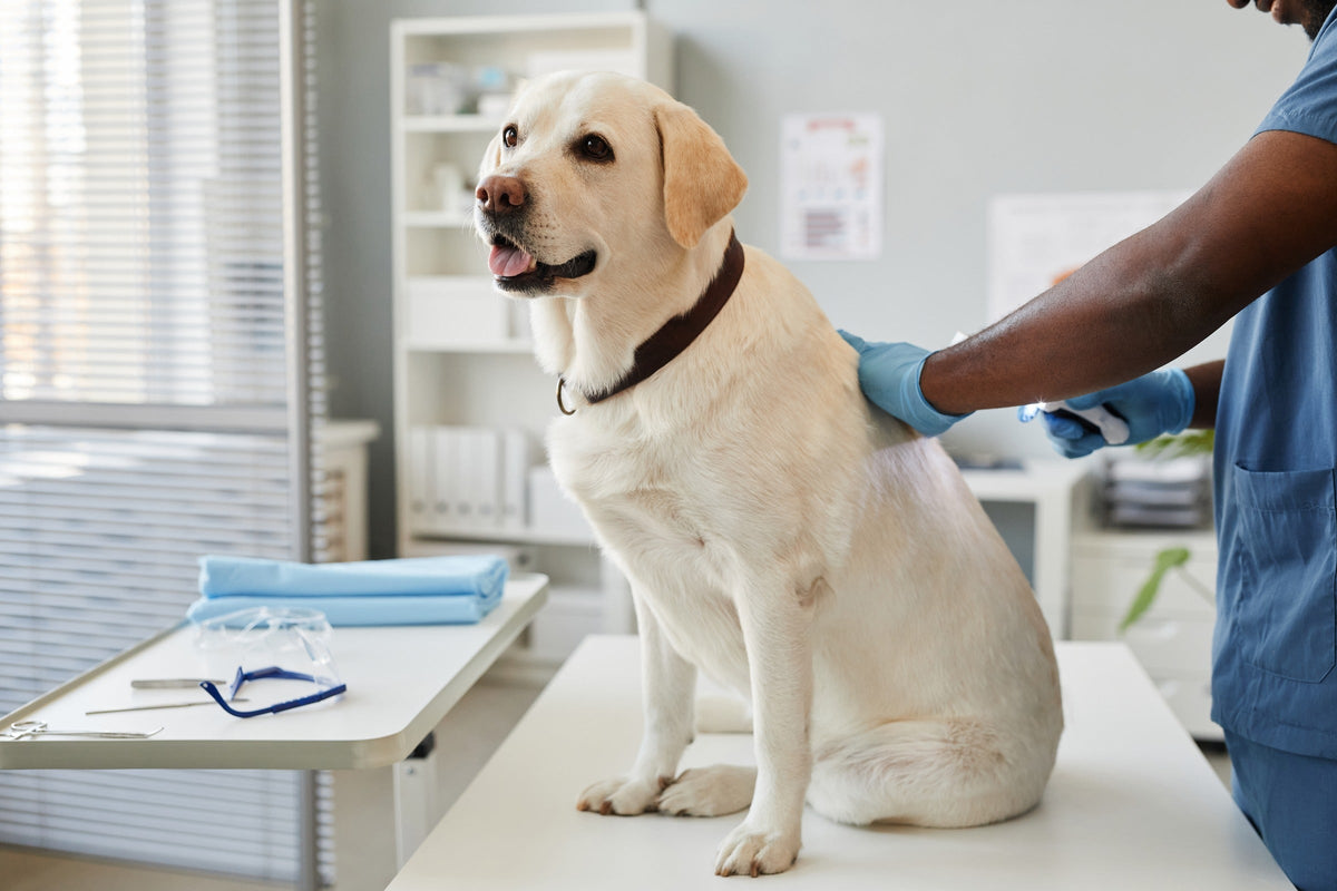 Gloved veterinarian examining a yellow Labrador's coat and skin on an examination table.