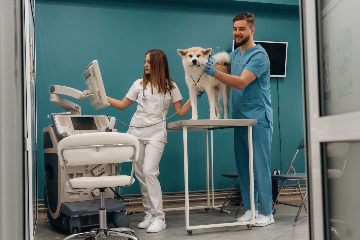 Two veterinary staff with a cream-colored dog on an examination table beside ultrasound equipment.