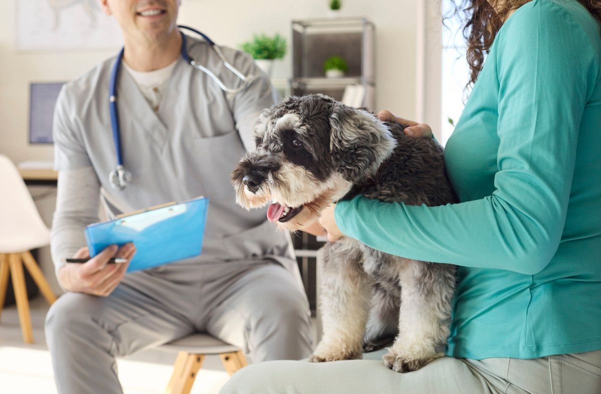 Schnauzer sitting on its owner's lap during a consultation with a veterinarian.