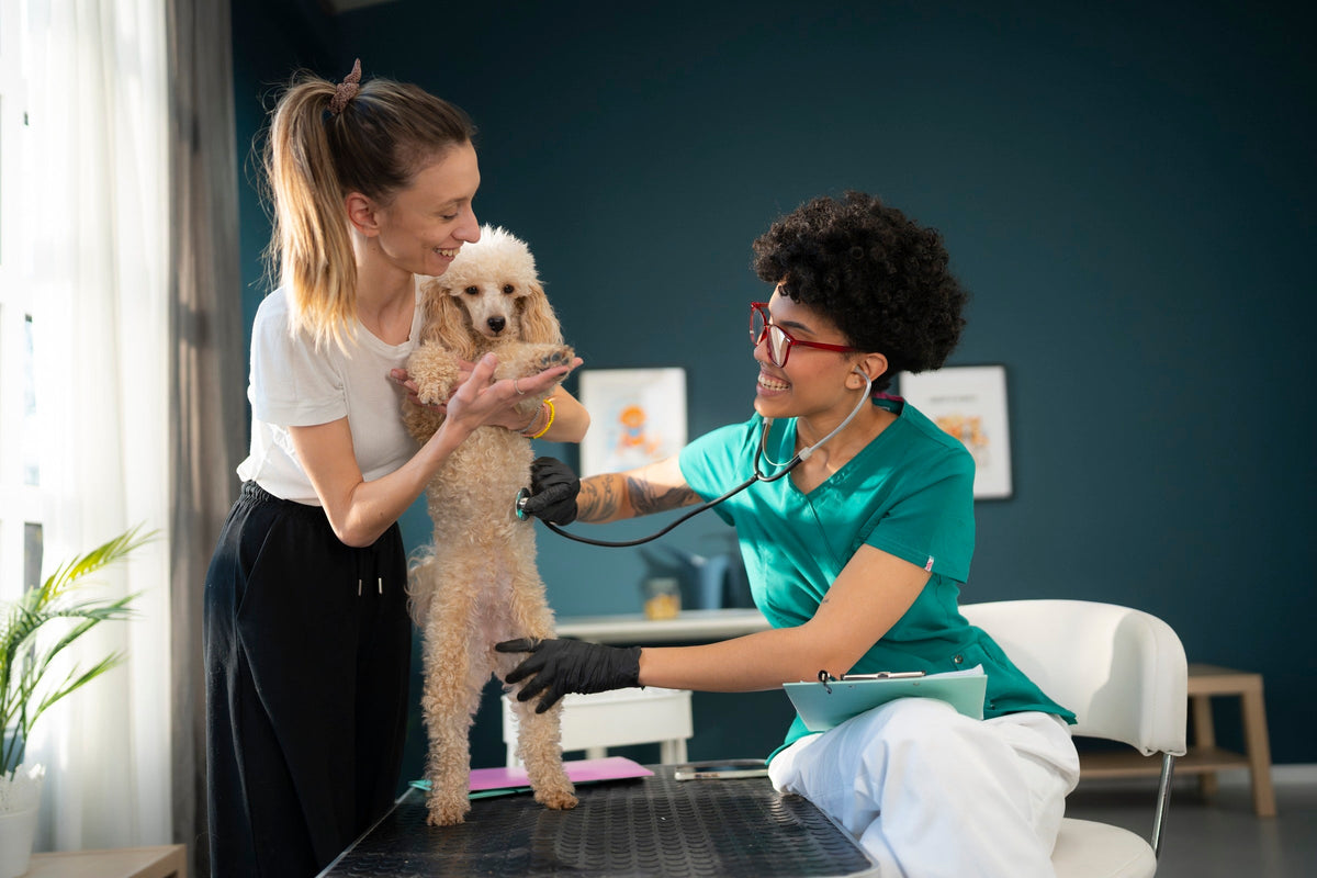 Veterinarian listening to a small curly-haired dog with a stethoscope while its owner supports it.
