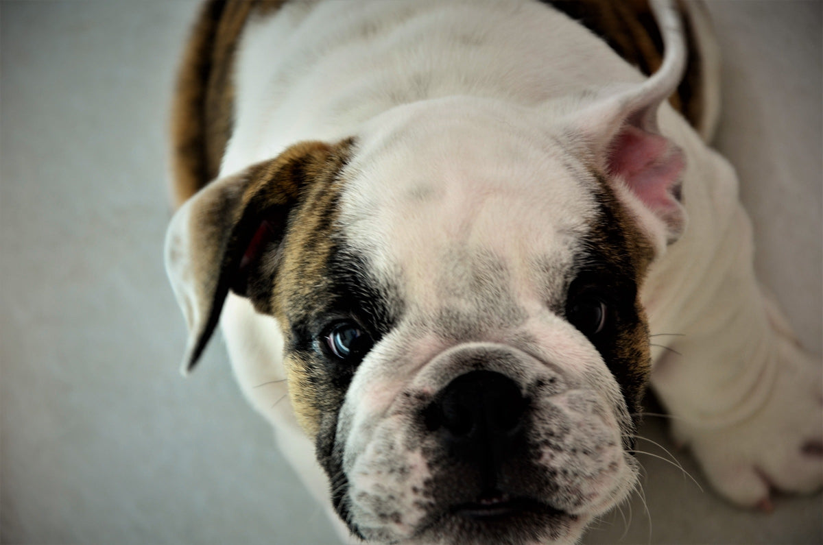 White-and-brindle English Bulldog resting with its head on a pale surface.