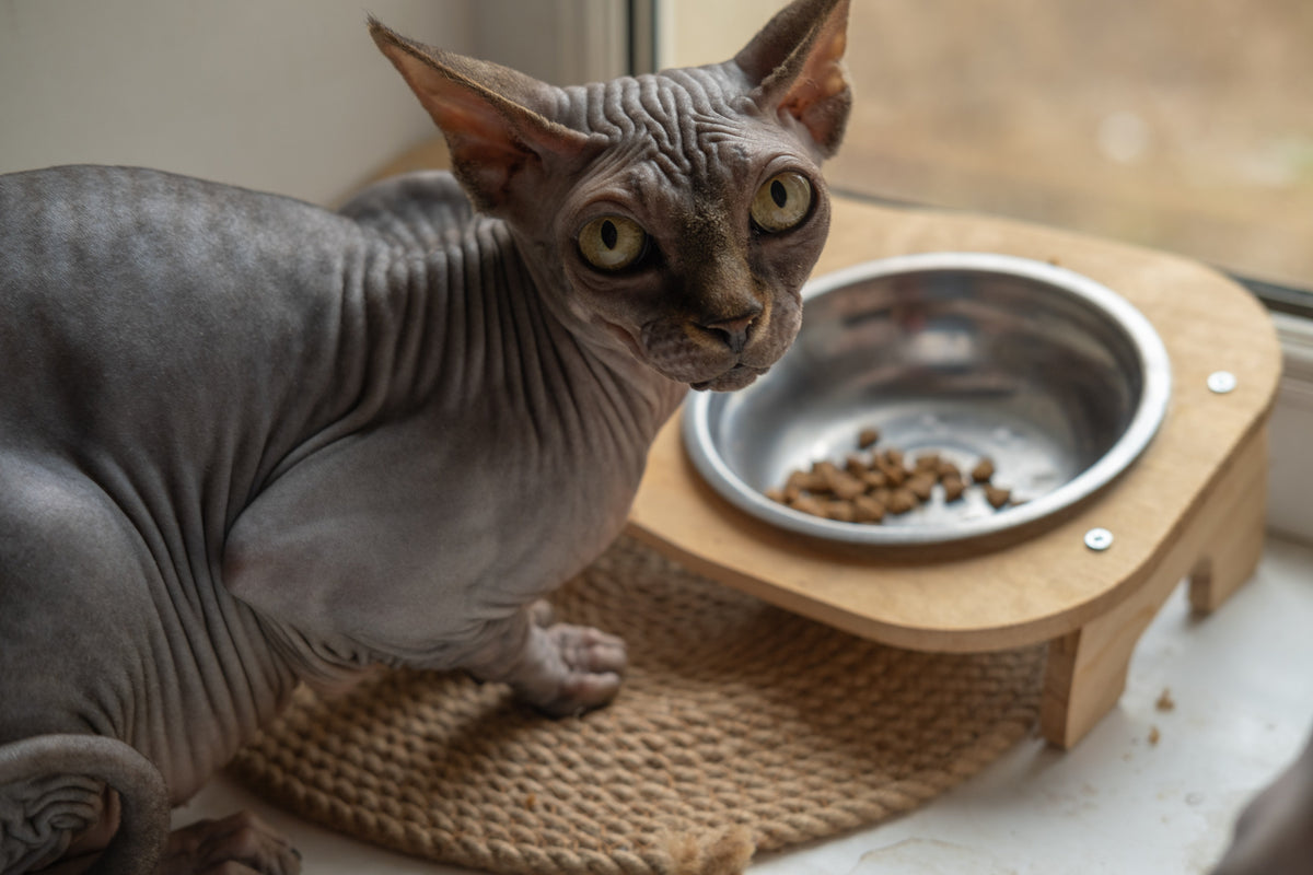 A hairless grey cat with wrinkled skin sits beside a raised metal food bowl.