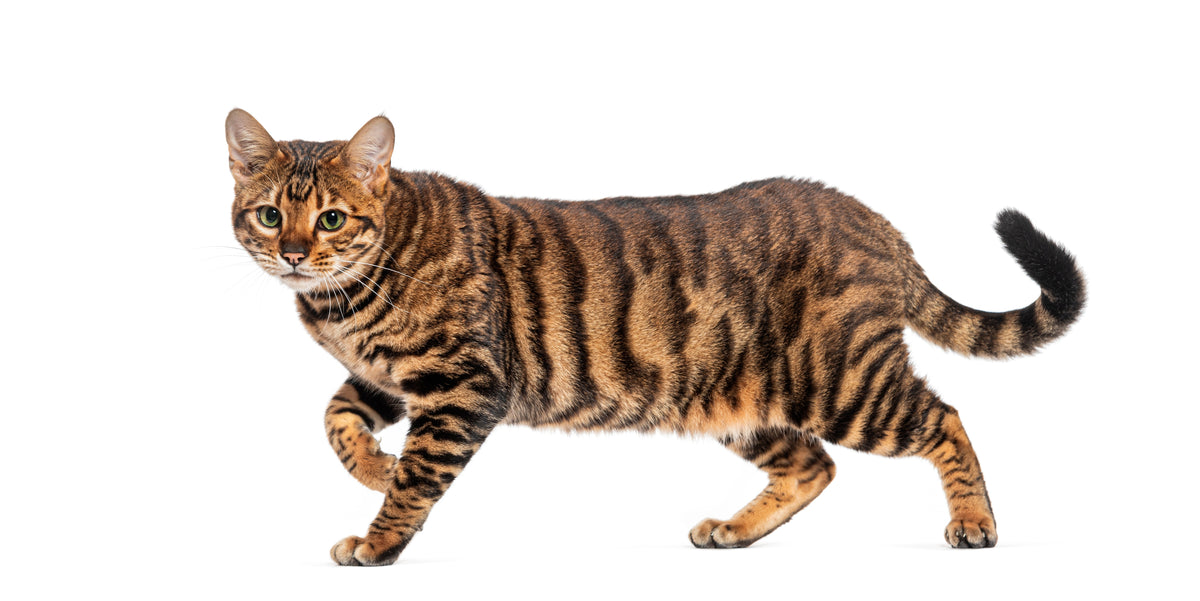 An orange-brown cat with bold dark tiger-like stripes stands against a white background.