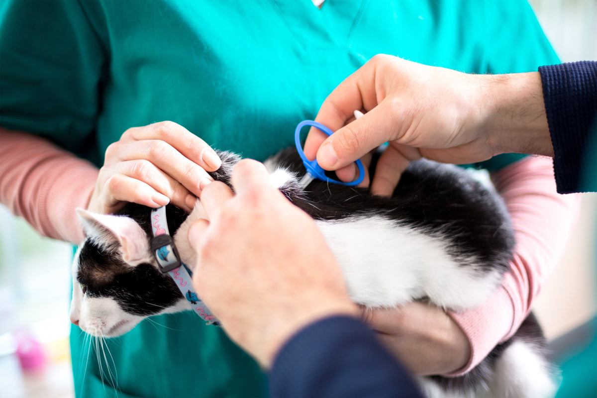 A black-and-white cat is held while a veterinary professional positions a blue applicator at the back of its neck.