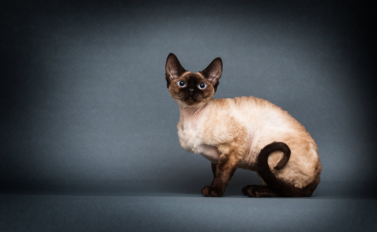 A cream-and-brown colourpoint cat with a wavy coat sits against a dark studio background.