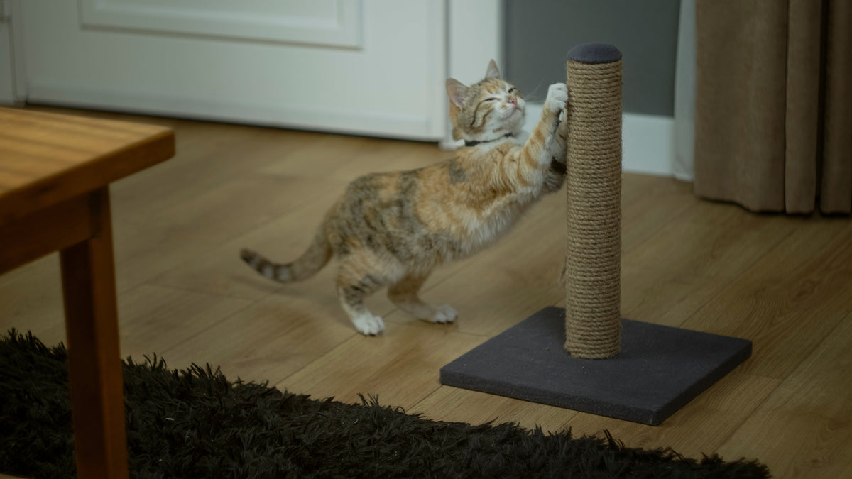 A tabby cat stretches upward with its front paws against a sisal scratching post.