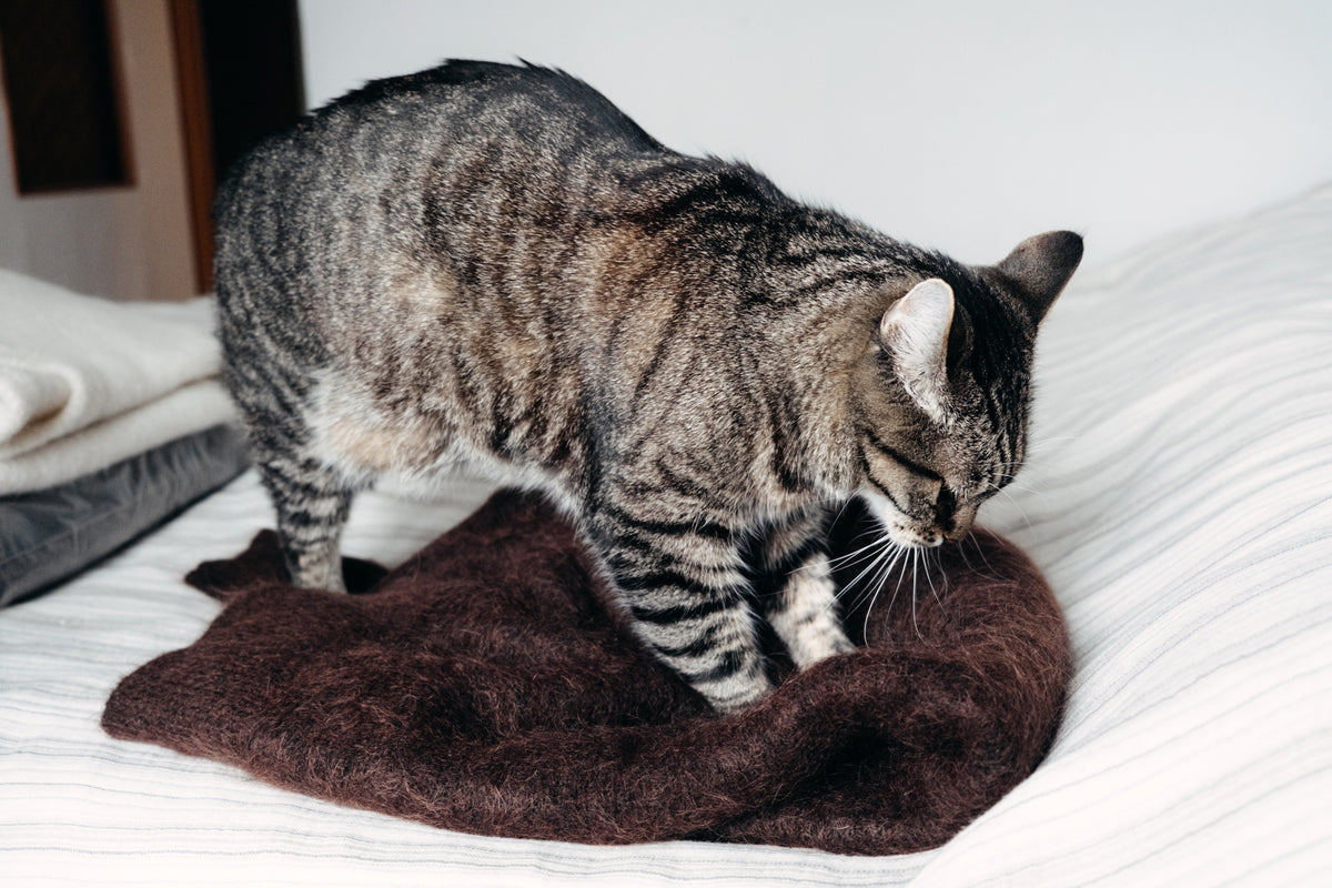 A tabby cat presses its front paws into a brown knitted blanket on a bed.