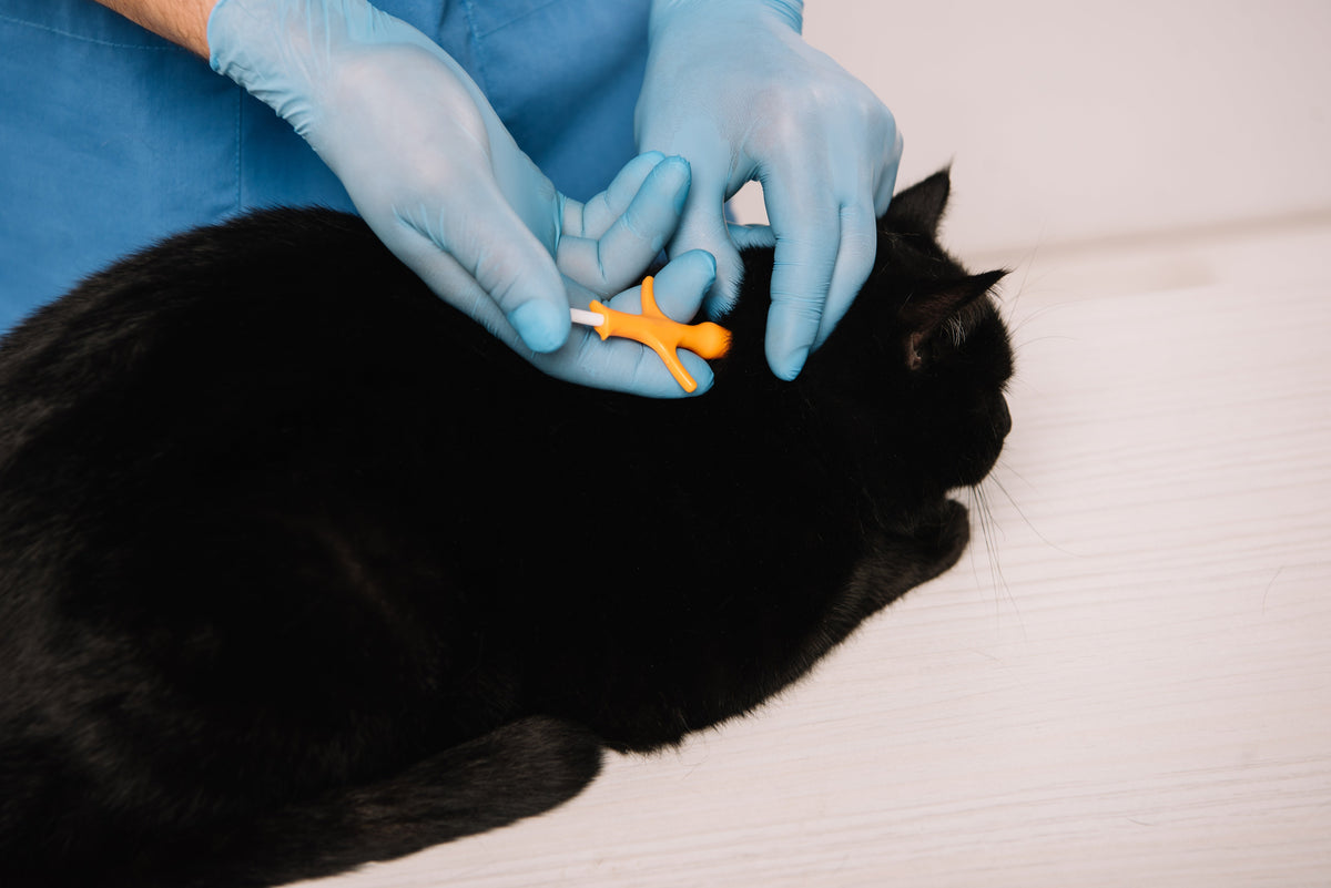 Gloved hands hold a small orange applicator at the back of a black cat’s neck.