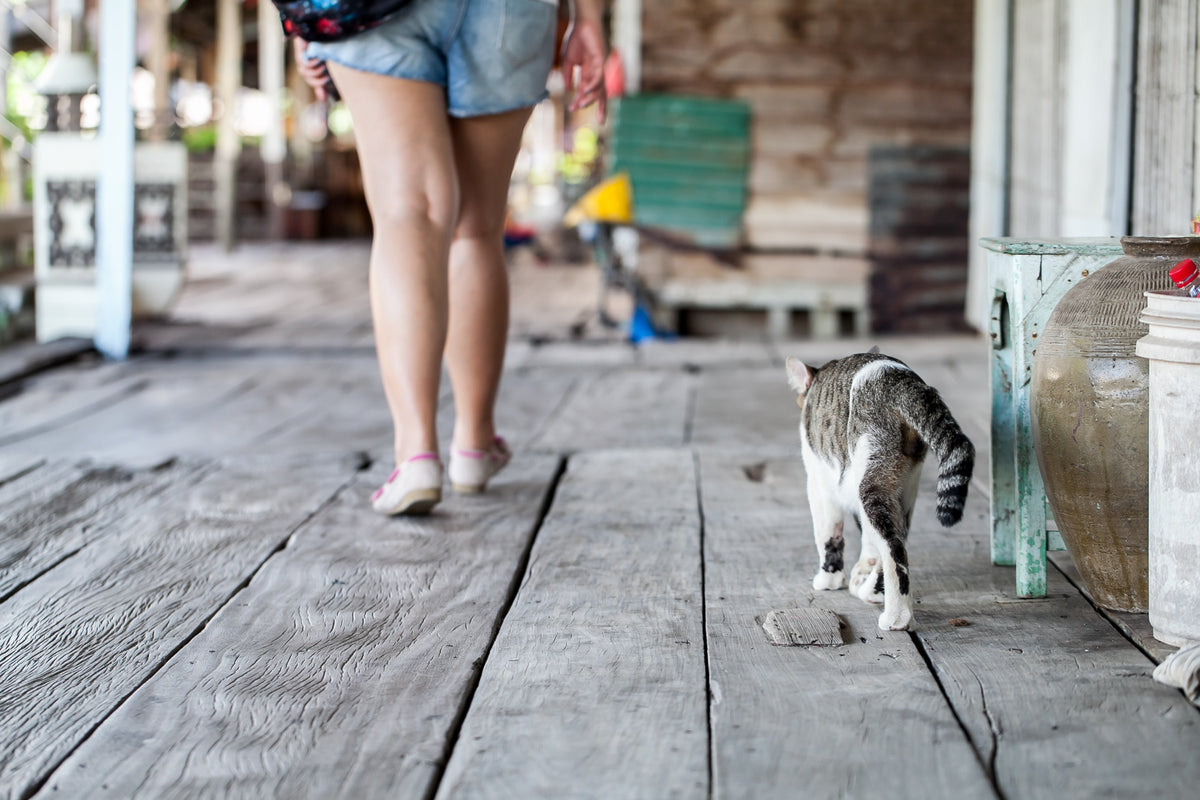 A tabby-and-white cat walks behind a person along a wooden walkway.