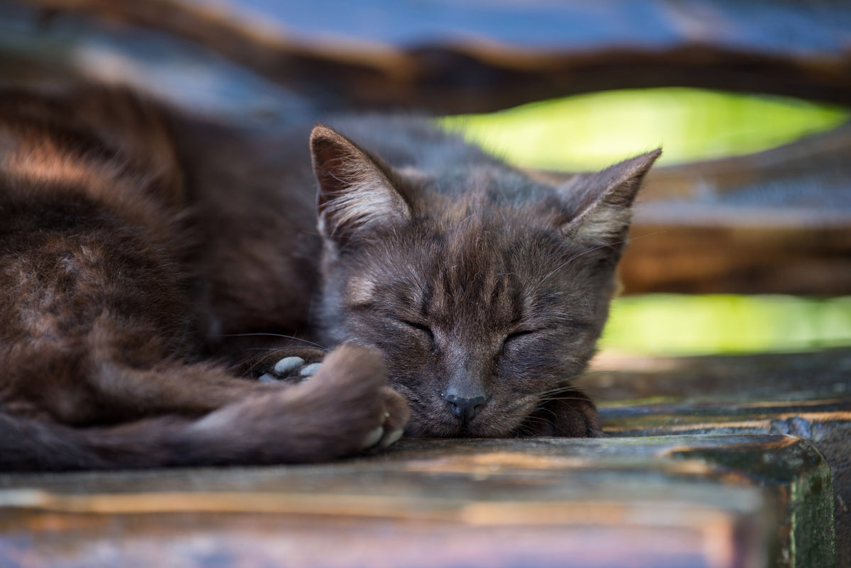 A grey cat sleeps curled up on a wooden outdoor surface.