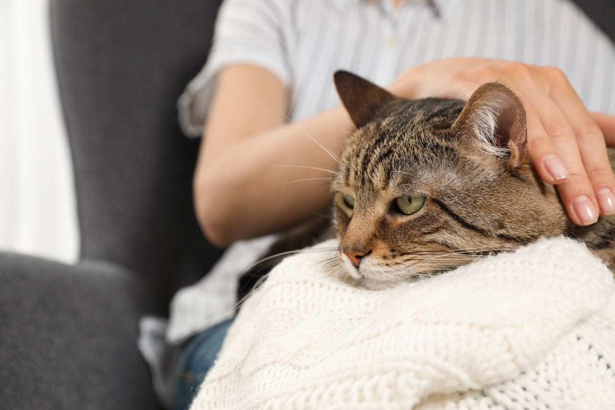 A tabby cat rests on a white blanket on a person’s lap while being gently stroked.