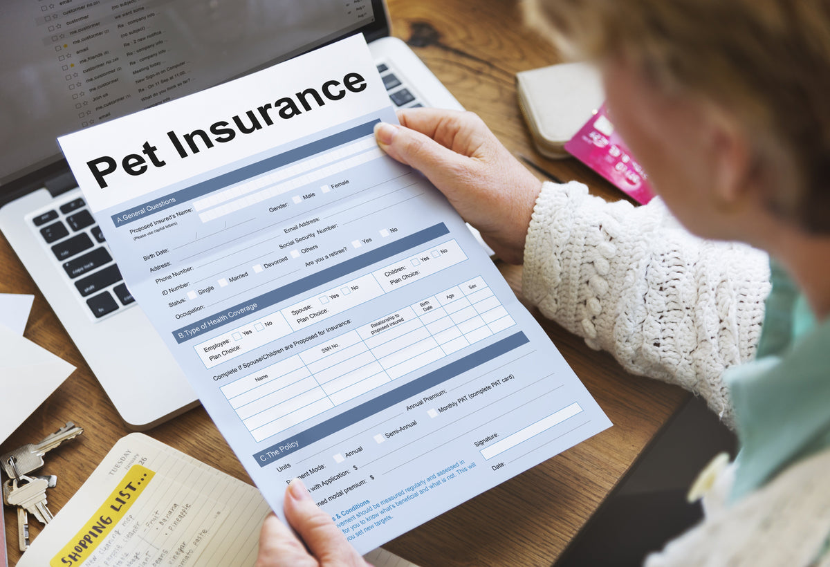 A person holds a pet insurance form above a laptop on a desk.