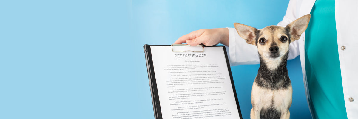 A small dog sits beside a veterinary professional holding a pet insurance document against a blue background.
