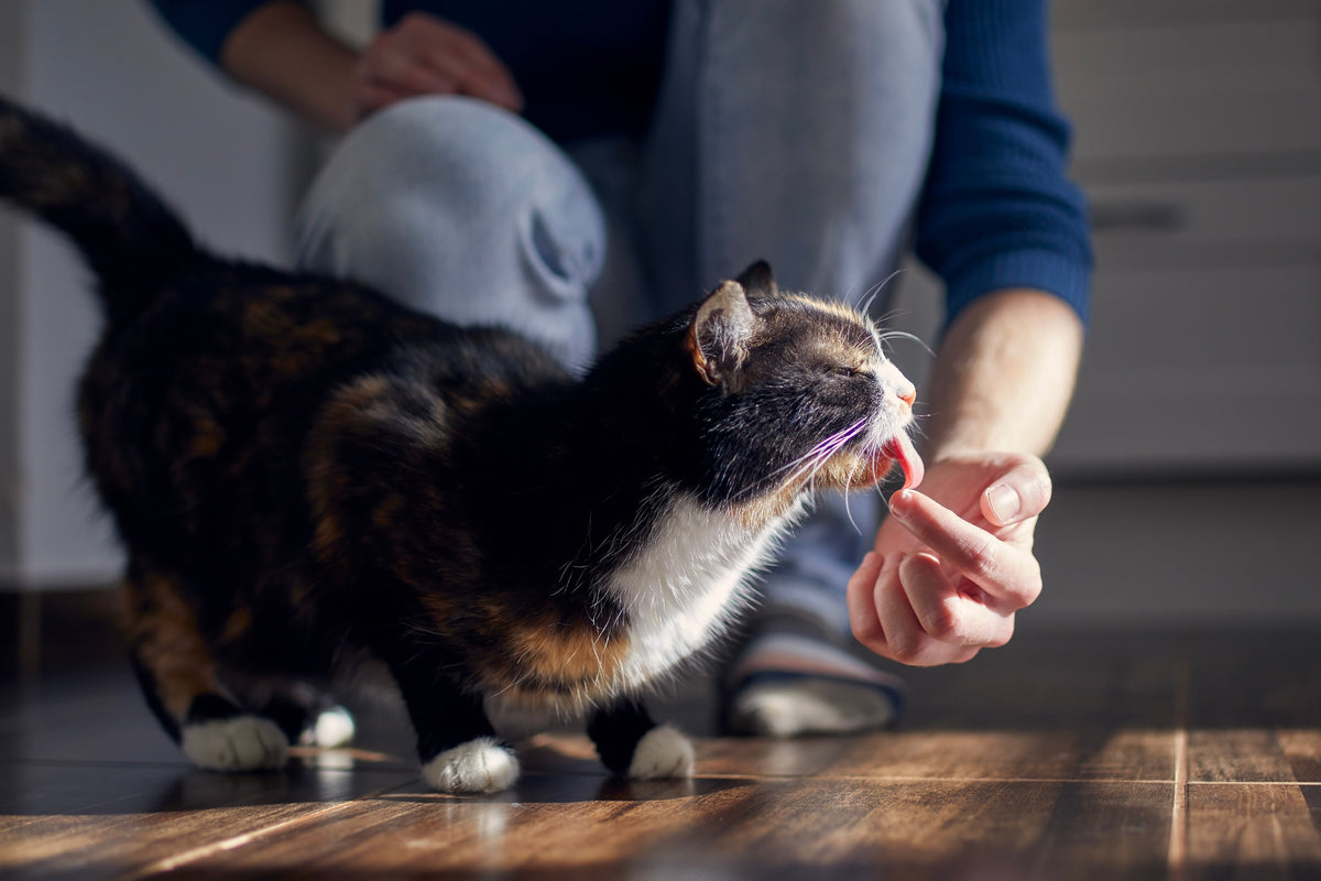 A tortoiseshell-and-white cat licks a person’s fingers while standing beside them.