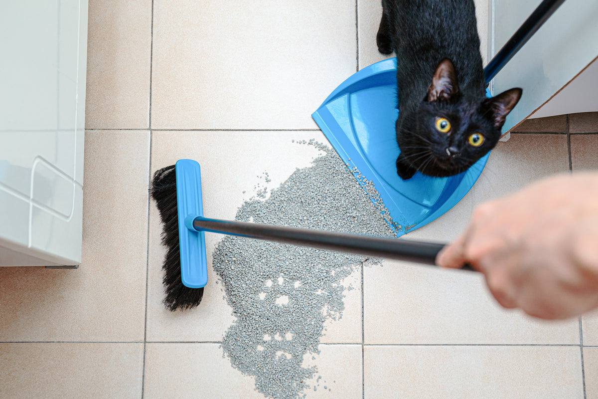 Black cat beside scattered litter as a person sweeps it into a blue dustpan.
