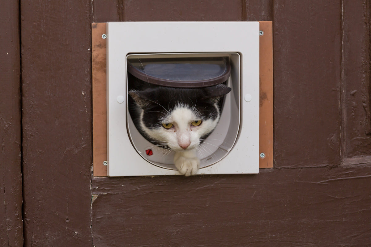 Black-and-white cat stepping through a cat flap in a wooden door.