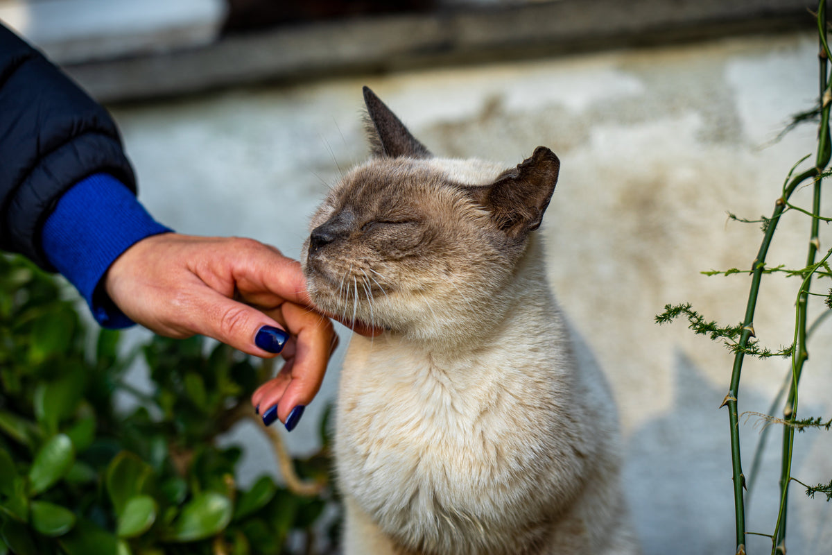 Cream-and-grey cat closing its eyes while a person scratches beneath its chin.