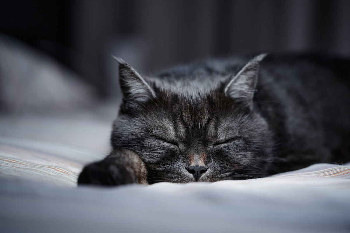 Dark grey cat sleeping with its head resting on its front paws.
