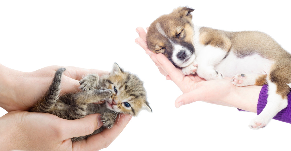 A kitten and a sleeping puppy each cradled in two supporting hands against a white background.