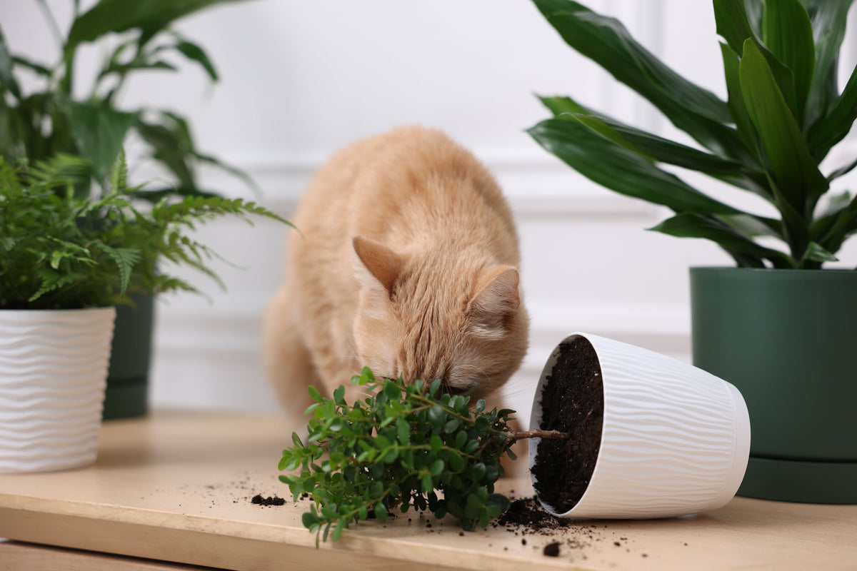 Ginger cat investigating a tipped-over plant pot and spilled soil on a shelf.
