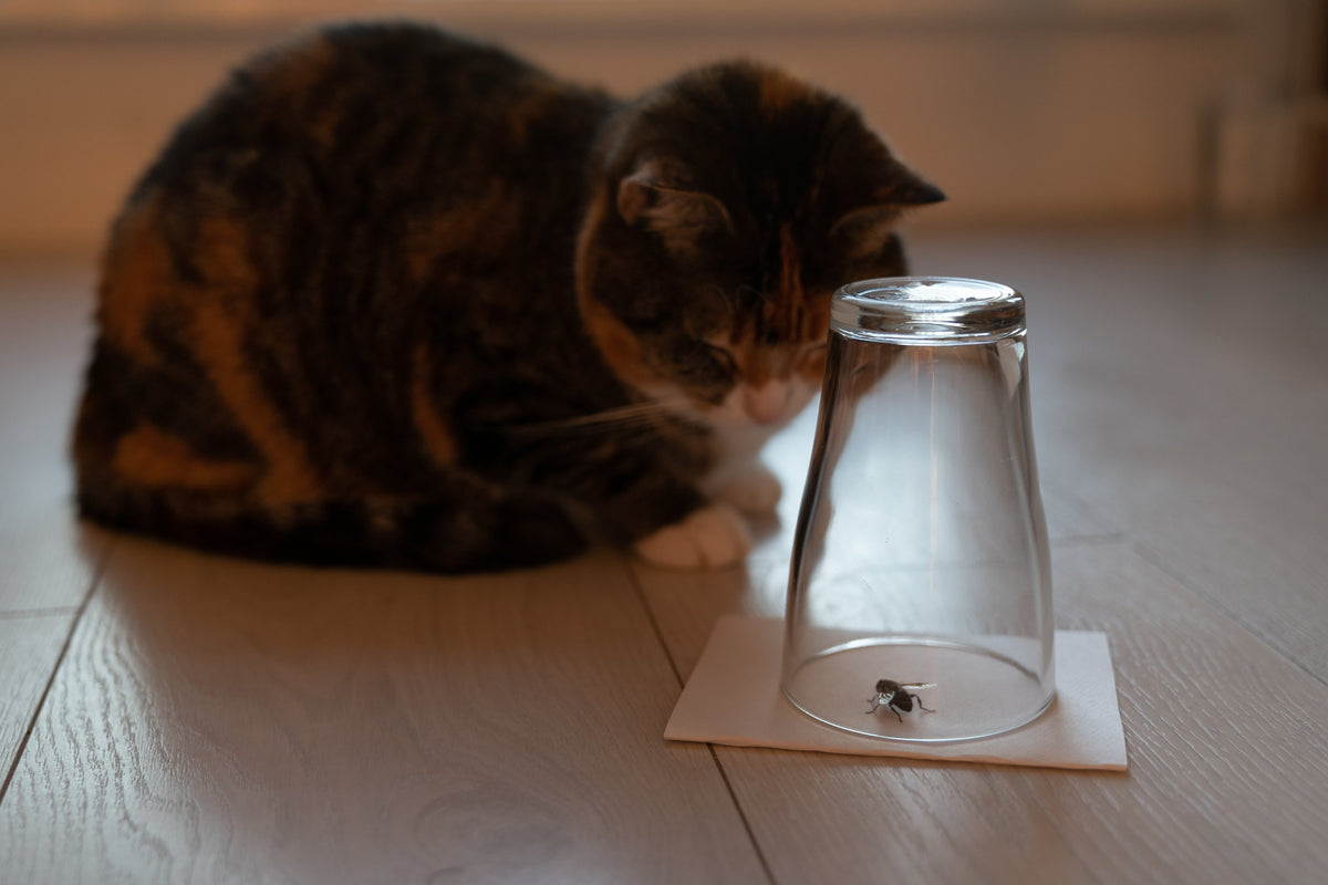 Tabby cat watching an insect beneath an overturned drinking glass.