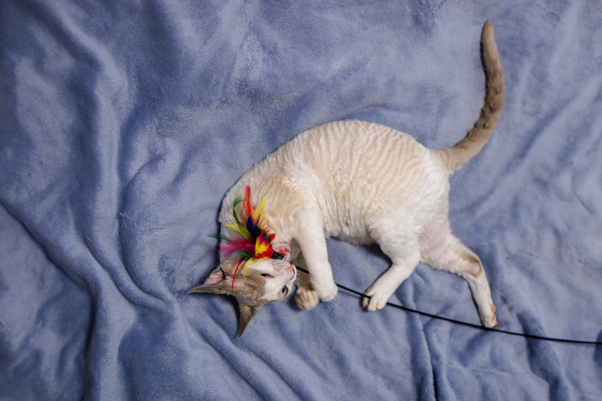 Pale curly-coated cat lying on its side and holding a feather wand toy with its paws.