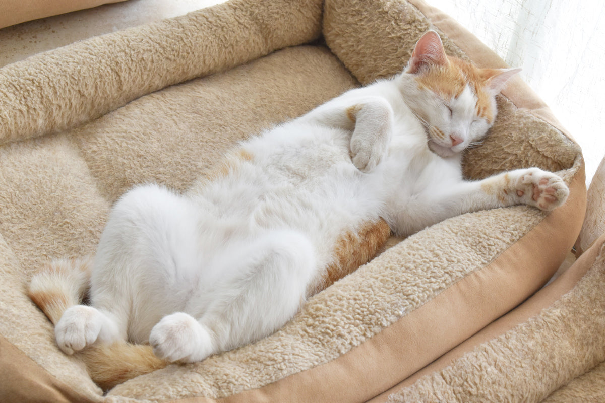Ginger-and-white cat sleeping on its back in a soft beige pet bed.