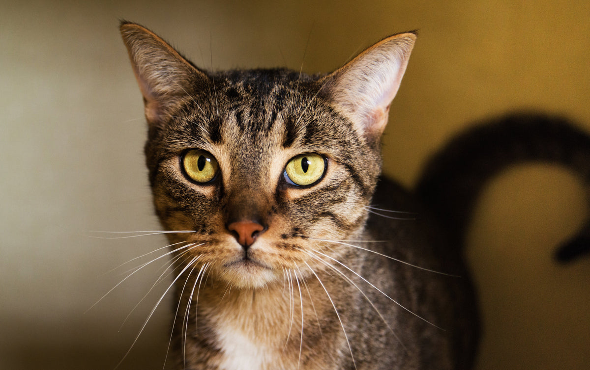 Close-up of a brown tabby cat looking toward the camera.