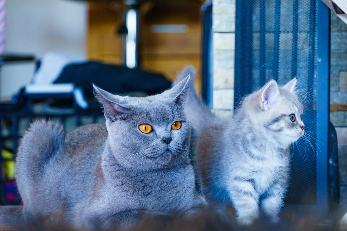 Adult grey cat lying beside a silver tabby kitten indoors.