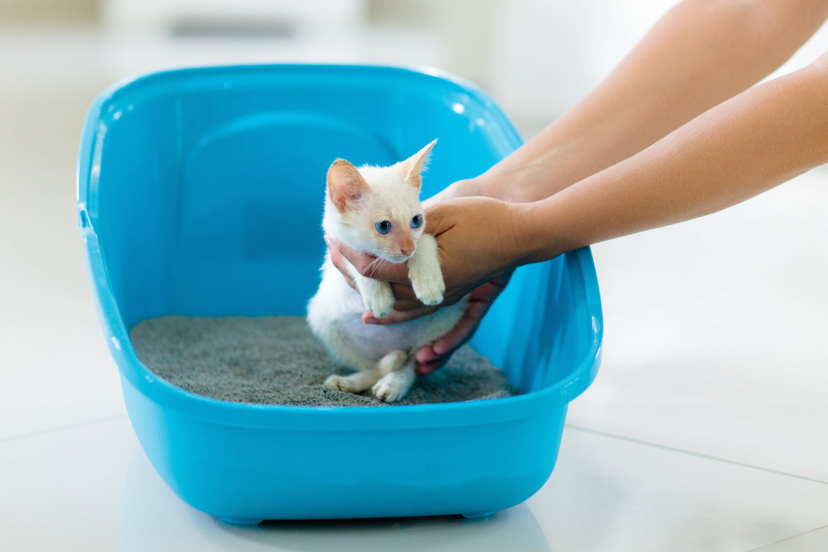 Person supporting a cream kitten with both hands inside a blue litter tray.