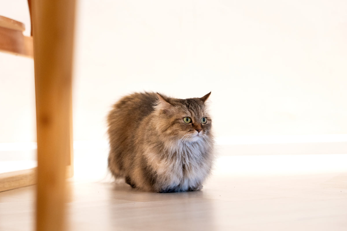 Long-haired brown tabby cat sitting with its paws tucked beneath its body.