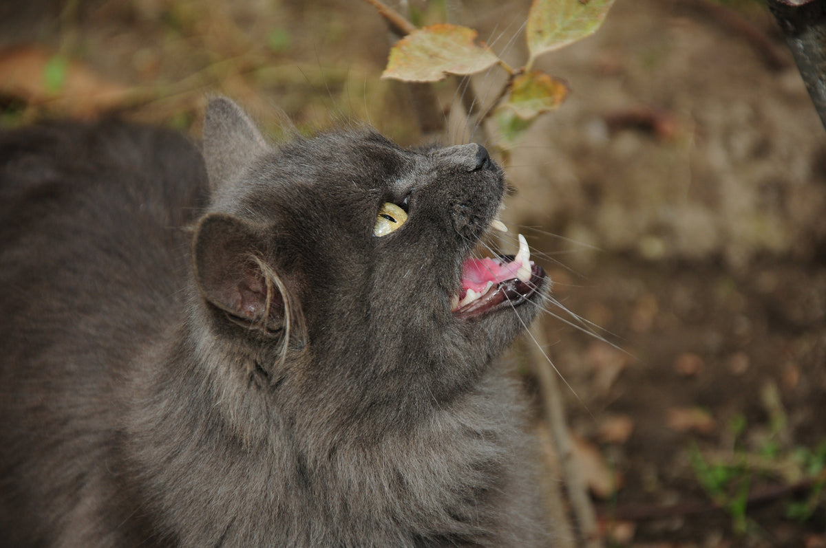 Long-haired grey cat looking upward outdoors with its mouth open.