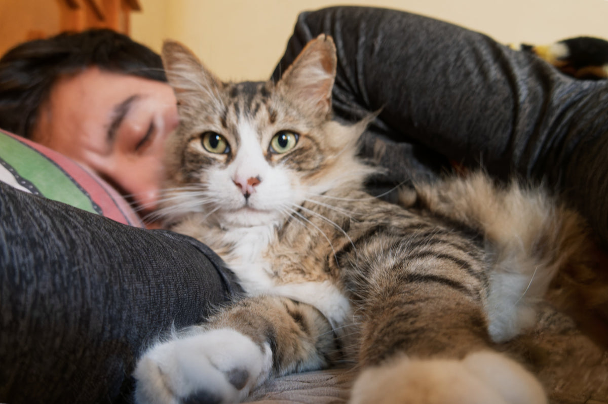 Tabby-and-white cat resting beside a sleeping person’s head on a sofa.